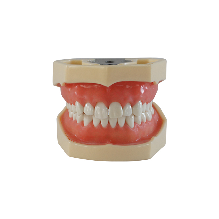  A0004 Dental Standard Study Teeth Model
